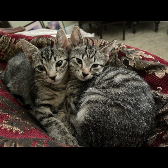 Meet your Posher, Chloe - Picture 3 of 15